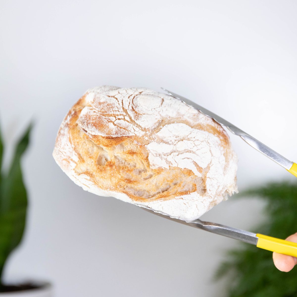 Ciabatta roll Bellbird Bakery