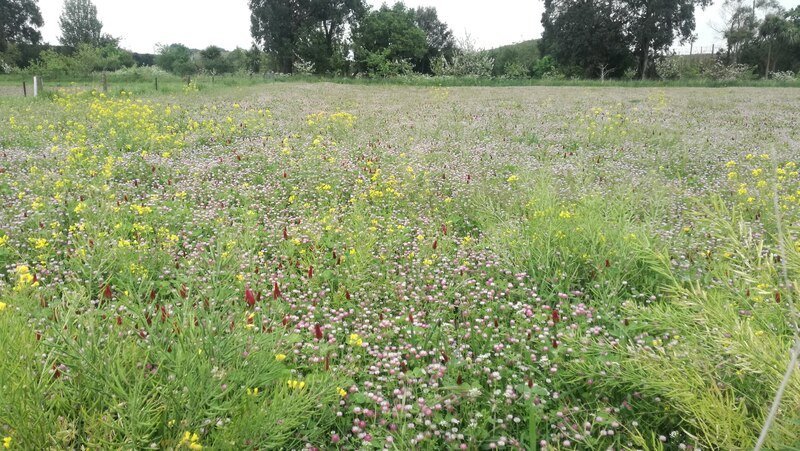 Example of a cover crop at the BHU in Lincoln