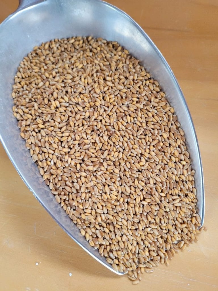 Wheat grains in scoop Milmore Downs Canterbury NZ