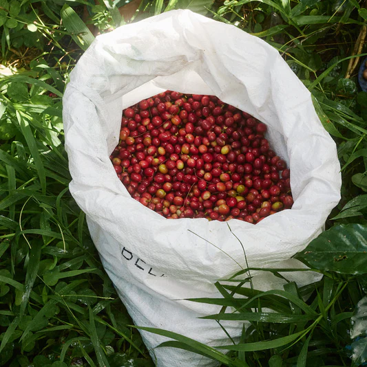 Bag of Fairtrade coffee berries in Papua New Guinea