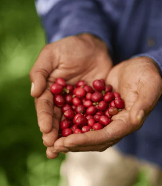 A pair of hands holding pink coffee berries