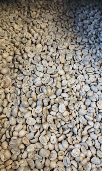 Green coffee beans Prima Roastery Christchurch
