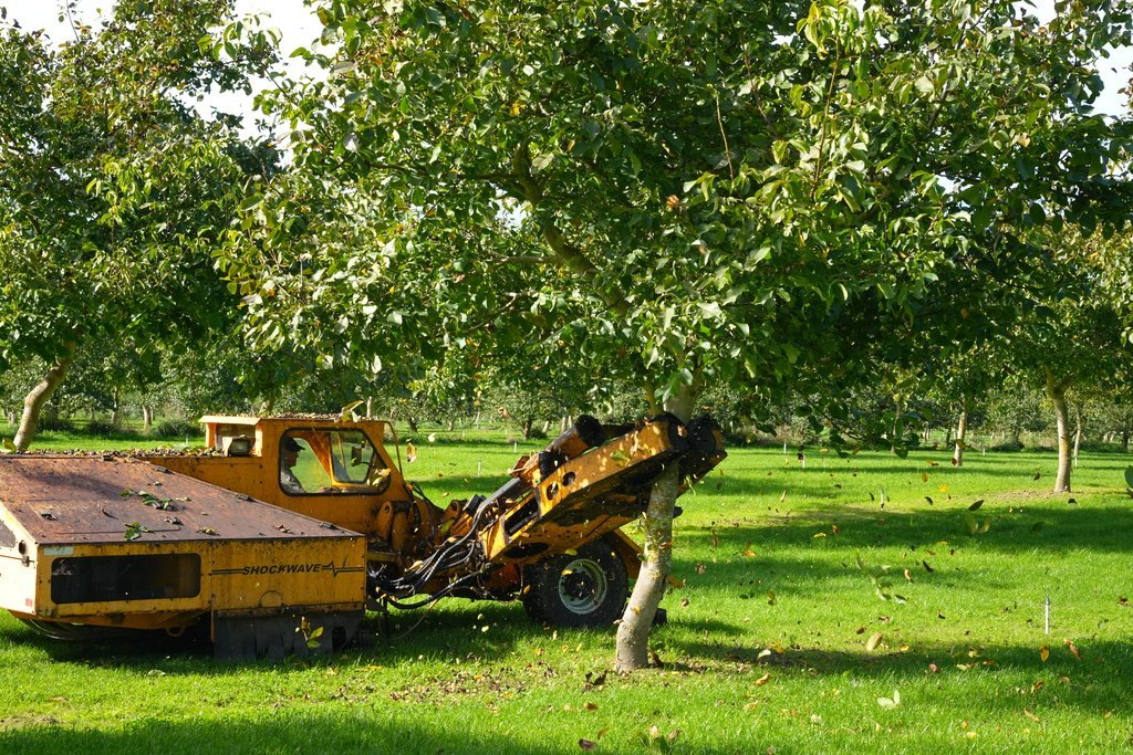 Walnut tree shaker