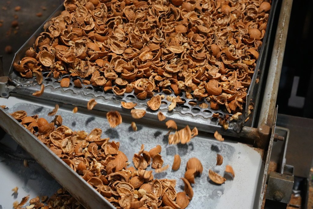 Cracked walnuts on conveyor belt
