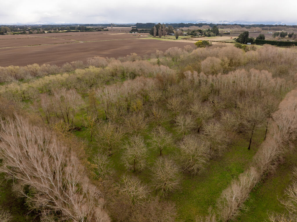 Trickett's Grove walnut orchard in winter