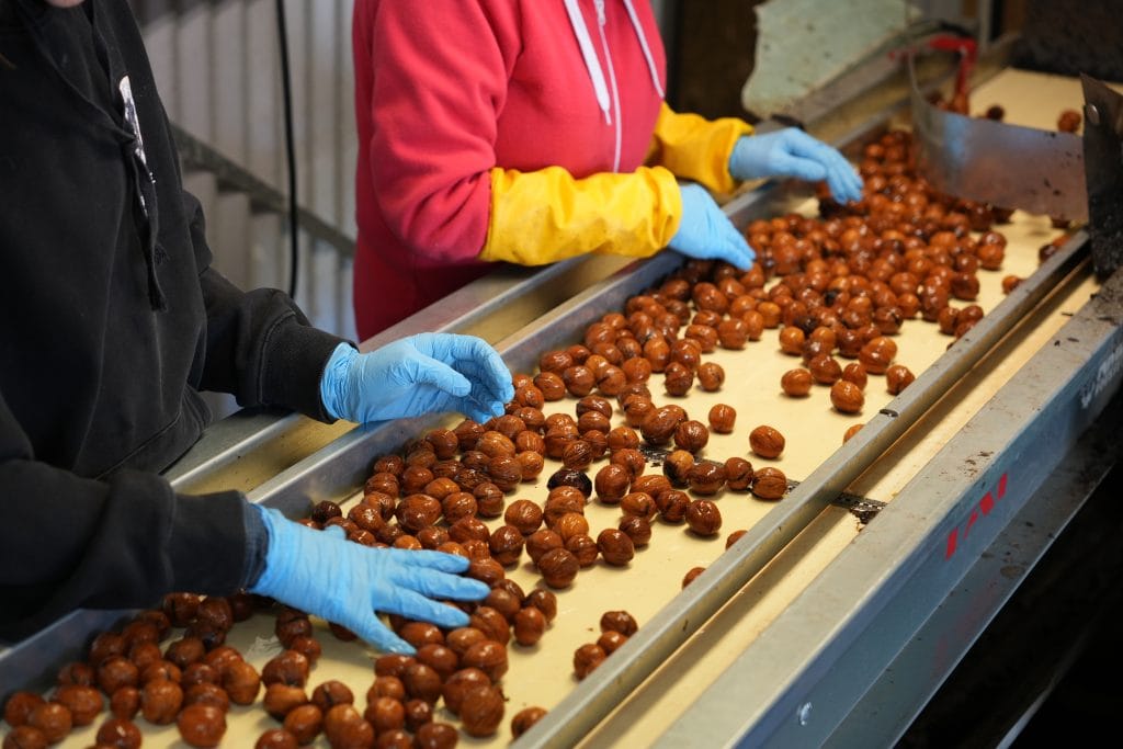 Trickett's Grove walnuts being sorted on conveyor belt