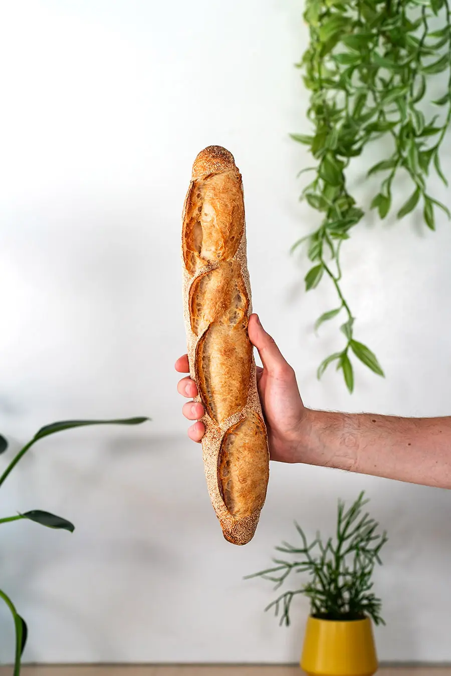 Bellbird Bakery Baguette Held in Hand in front of wall