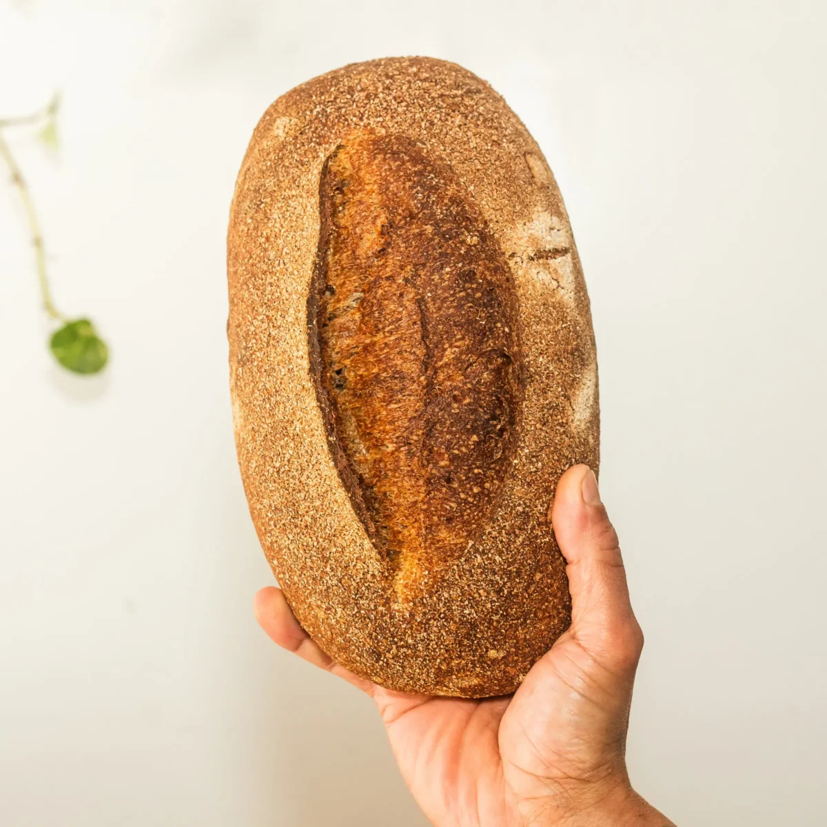 Organic Wholewheat Sourdough held in hand