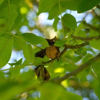 Aylesbury Walnuts Orchard walnut on the tree