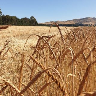 Field of wheat in the Canterbury sun