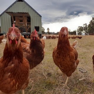 Hens in front of shed on Nutritional Farm in Dunsandel, Canterbury, NZ
